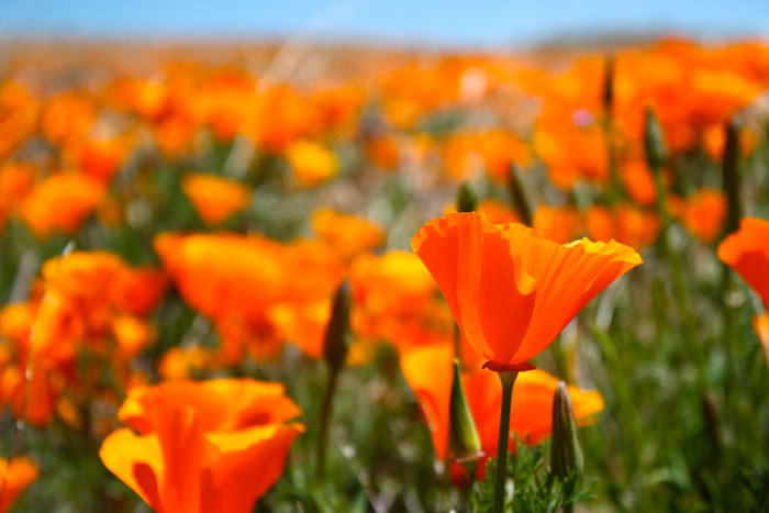 california poppies