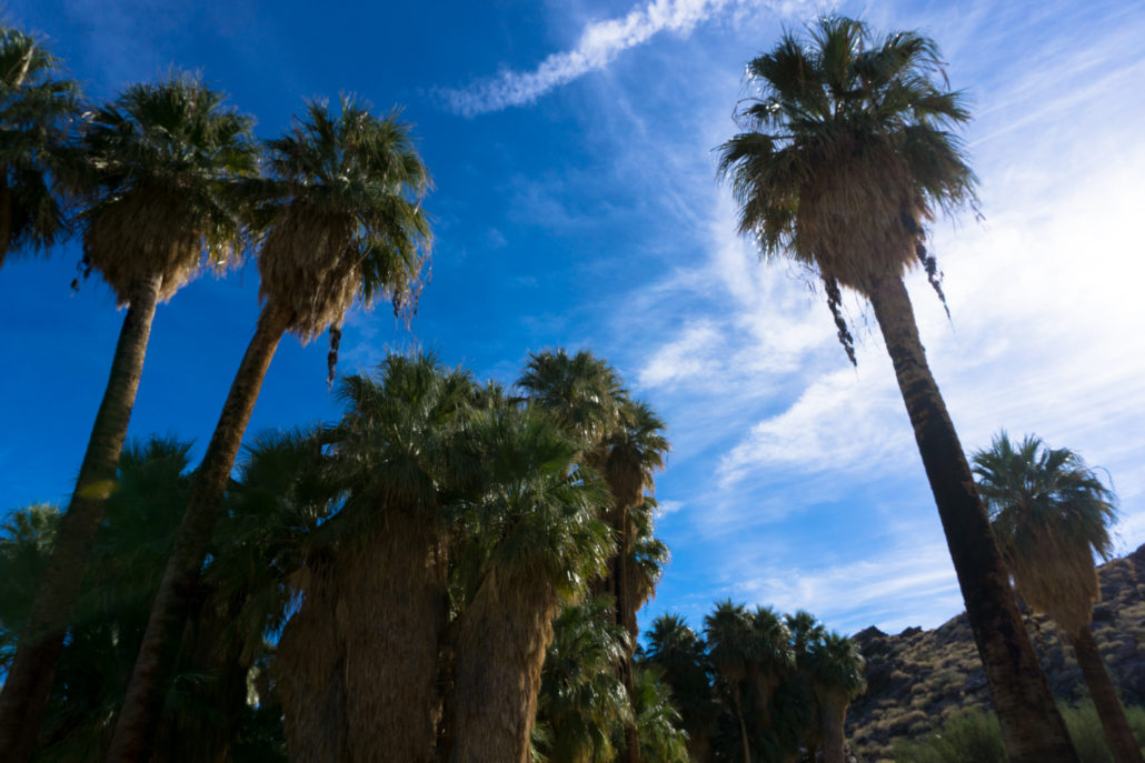 Andreas Canyon in the Santa Rosa and San Jacinto National Monument
