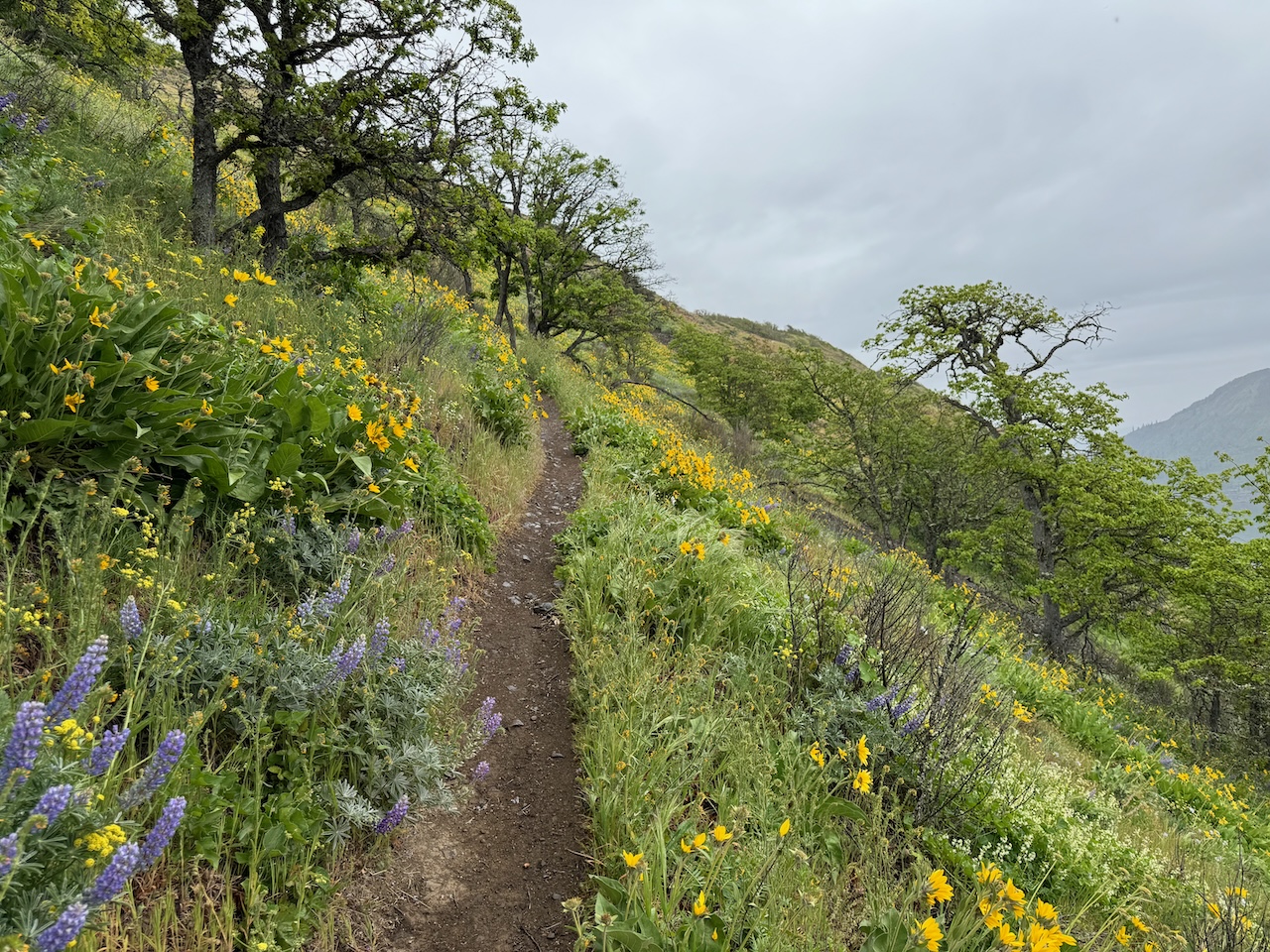 Lyle Cherry Orchard Loop | Modern Hiker
